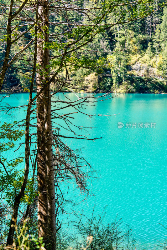 四川阿坝九寨沟秋天的树木和湖泊