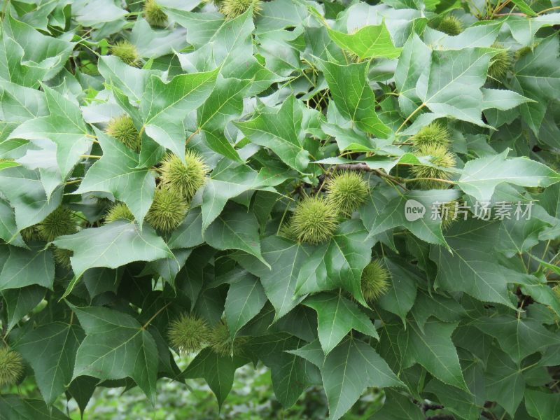 江苏无锡太湖鼋头渚风景区