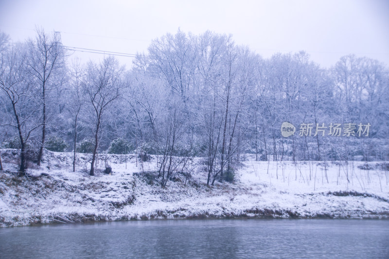 冰雪覆盖的树林