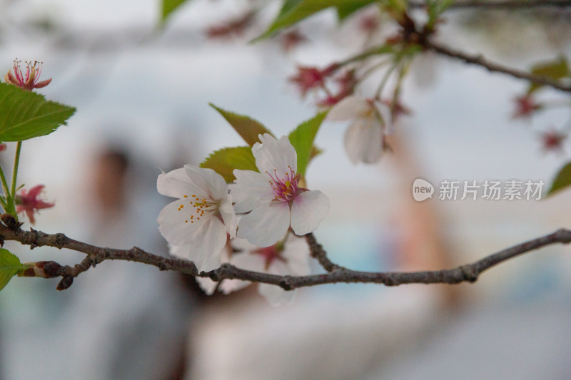 杭州钱塘江樱花大道花朵娇艳