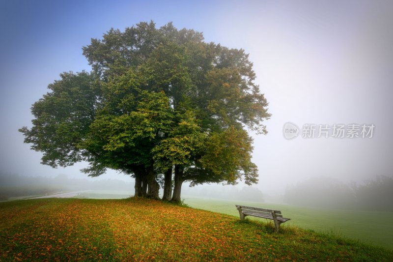 大自然森林树木旅行徒步野营