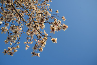 天空中的白色玉兰花