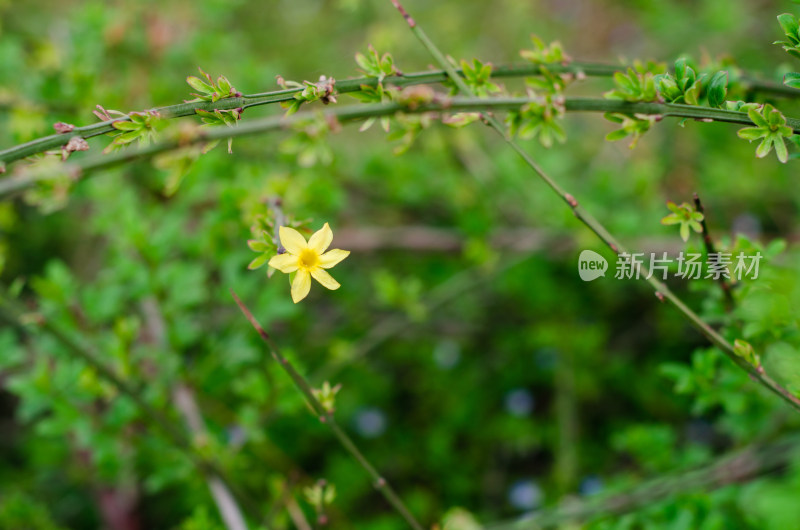 石壁边一枝迎春花花芽