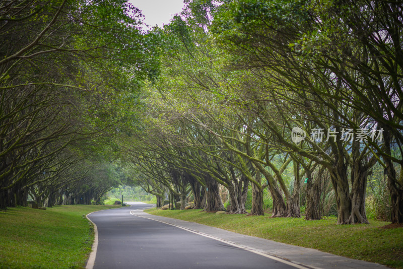 湛江湖光岩风景区内林荫道