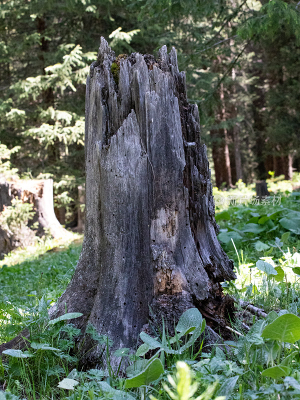 森林中枯萎的树木树桩特写