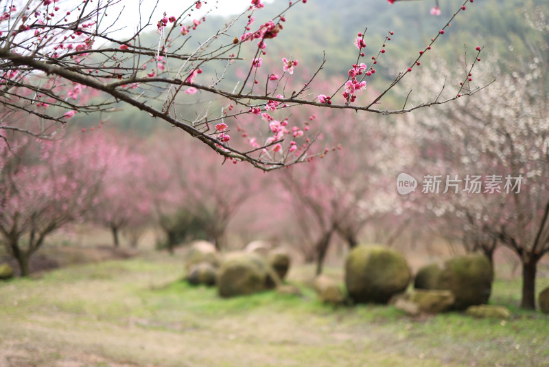 一片红色梅花