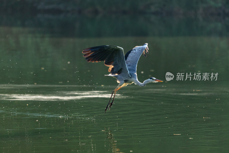 苍鹭捕食