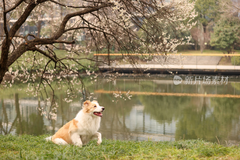 在草地上玩飞盘的边境牧羊犬