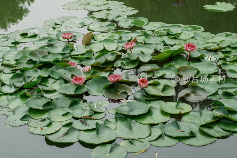 北京国家植物园睡莲