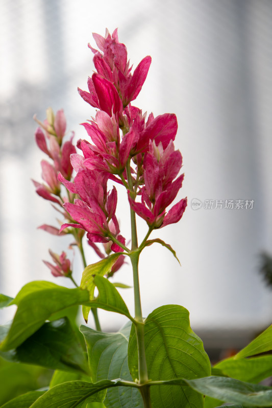 赤苞花红花绿叶特写