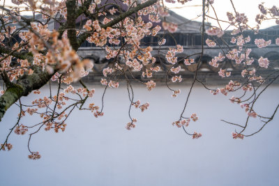 春天苏州拙政园的樱桃花