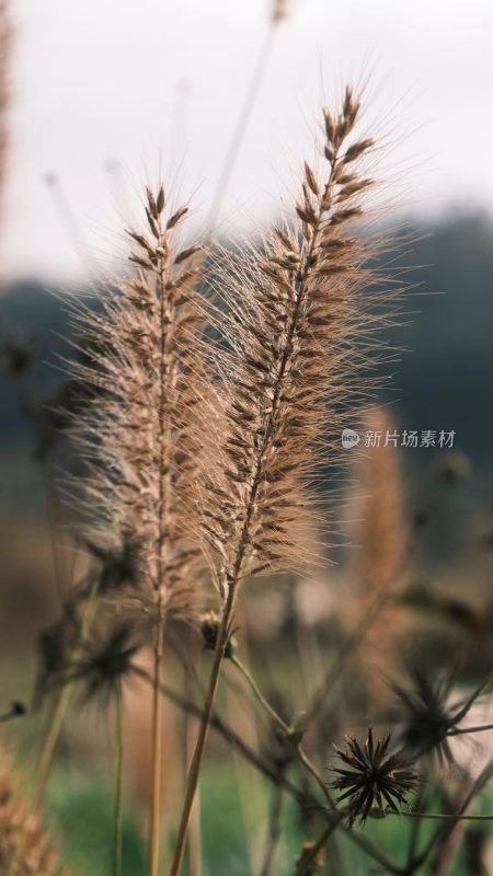 福建省泉州市德化县乡村植物特写