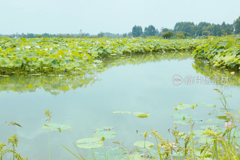 池塘花朵荷叶