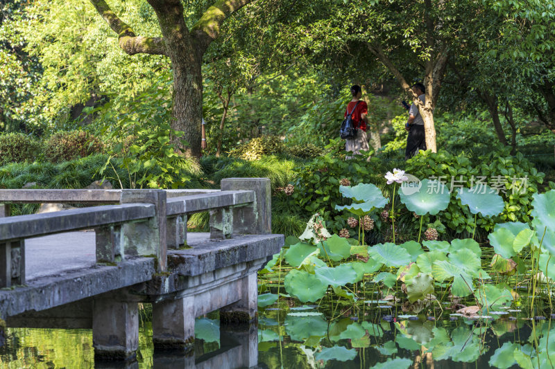 杭州西湖风景区曲院风风景