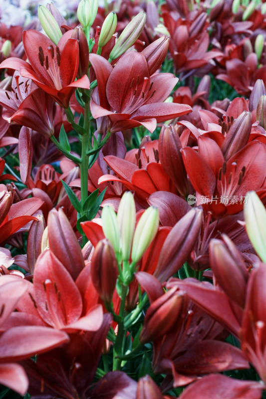 北京花乡公园百合花