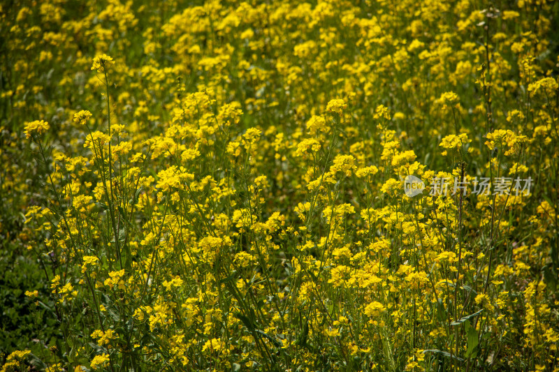 春天野外金灿灿的油菜花田金黄色花海