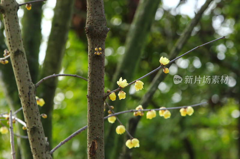 冬天腊月盛开的蜡梅花