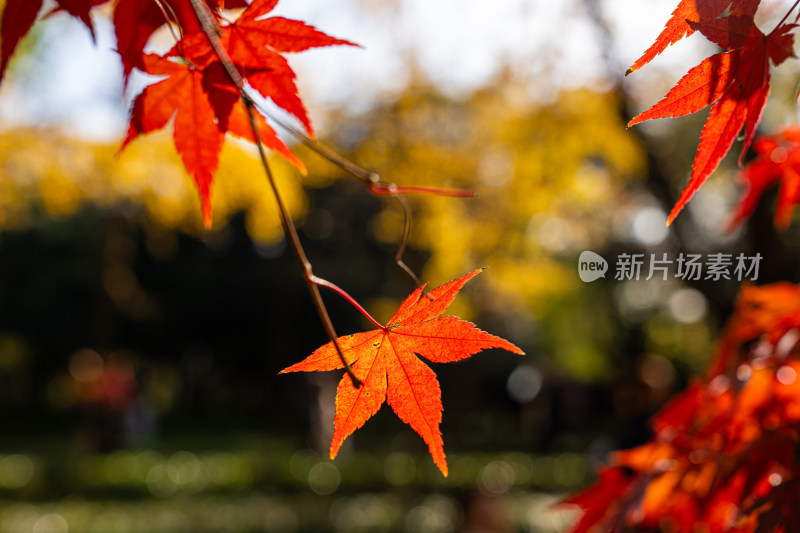 秋天的红色枫叶特写