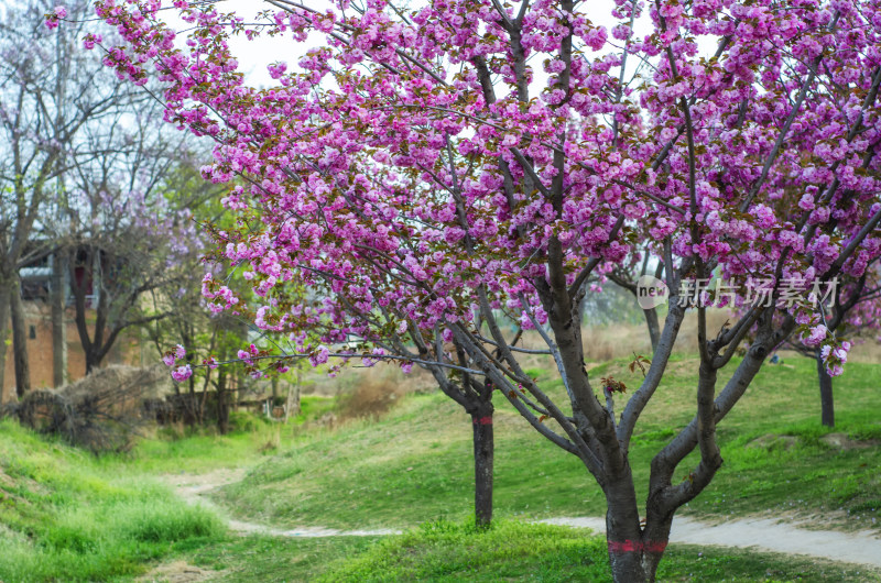 小道旁一片樱花树林