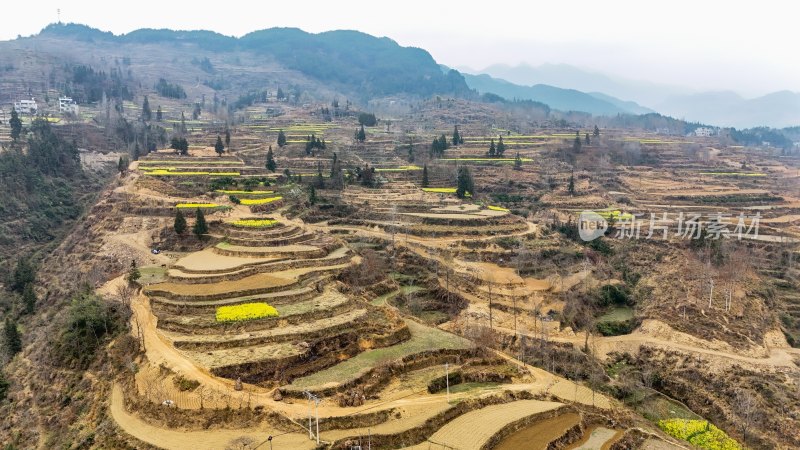 重庆酉阳：青山披绿菜花黄