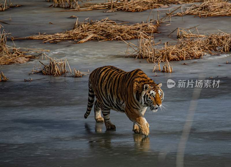 野生动物老虎食肉动物狩猎者