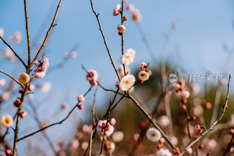 西溪湿地盛开的梅花