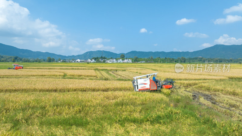 安徽黟县秋季水稻收割