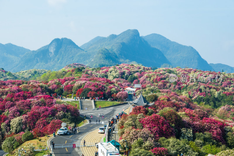 贵州百里杜鹃