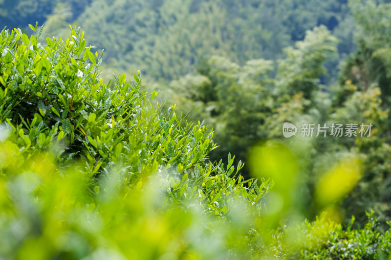 茶园茶叶茶树茶芽茶文化