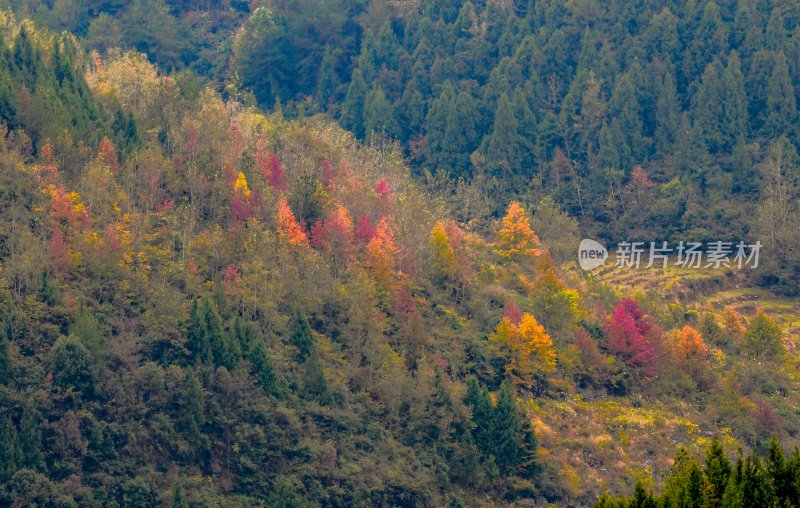 重庆酉阳：漫山遍野枫叶红