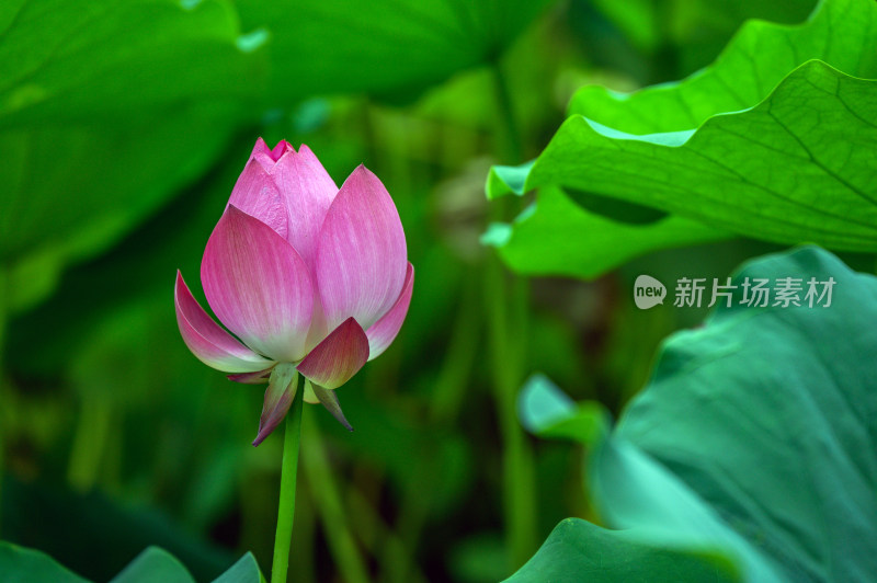 夏季荷塘荷花莲蓬荷叶特写