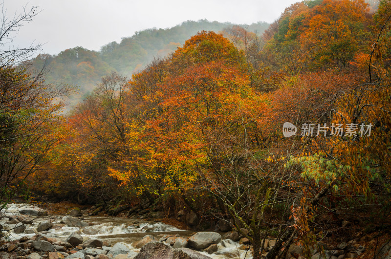 光雾山红叶彩林溪流河谷山谷漂亮壮观