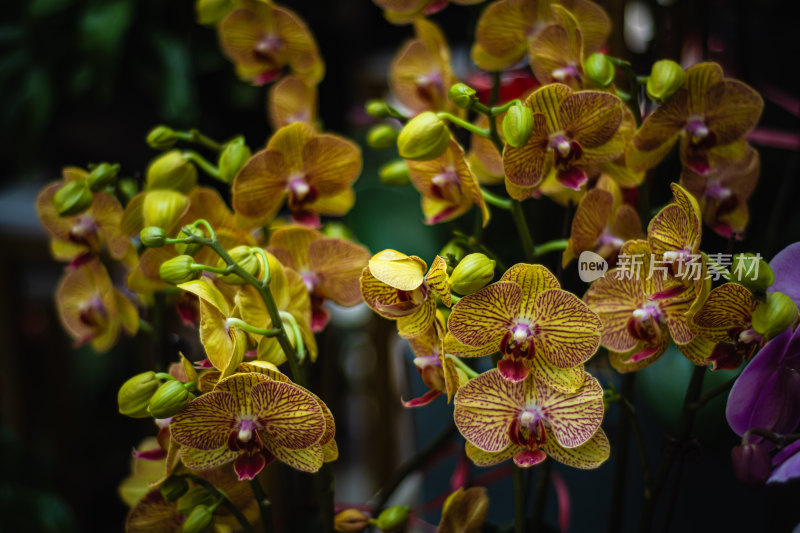 紫色蝴蝶兰花特写镜头