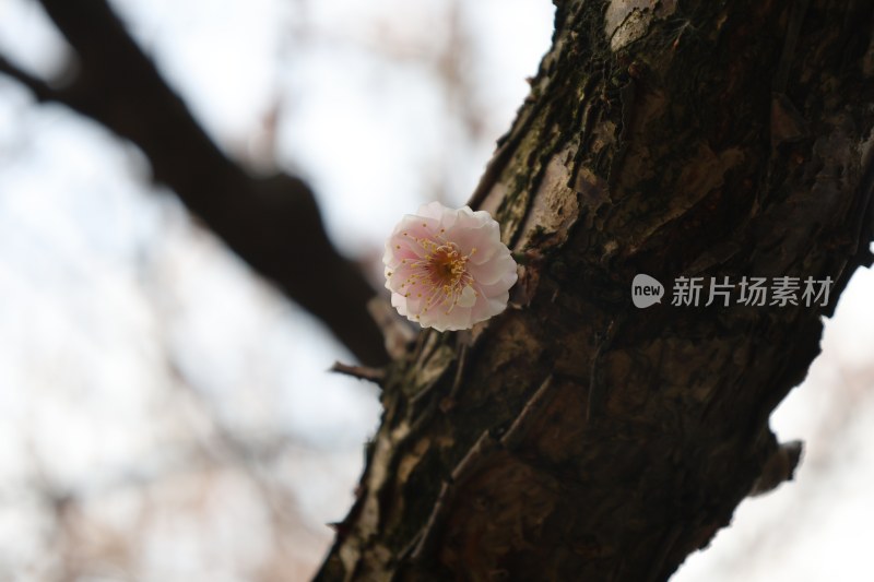 树枝上盛开的单朵梅花粉色花朵