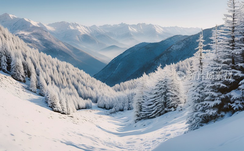 冬季森林白雪覆盖风景