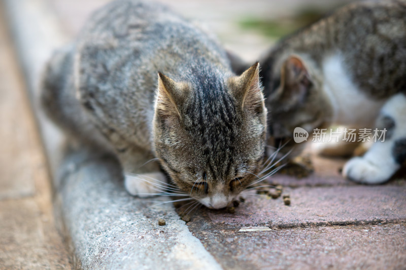 吃猫粮的猫咪