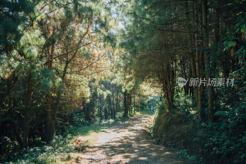 森林中的小路