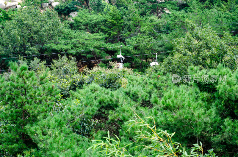 山东青岛崂山风景区的松树郁郁葱葱