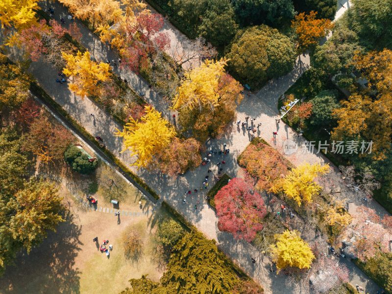 南京明孝陵石像路秋季美景