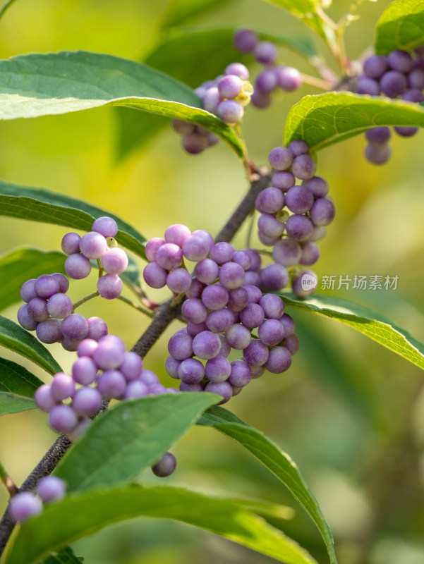 白棠子树果实特写