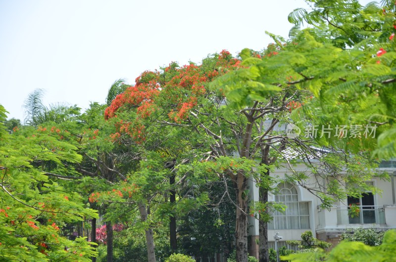 广东东莞：凤凰花开