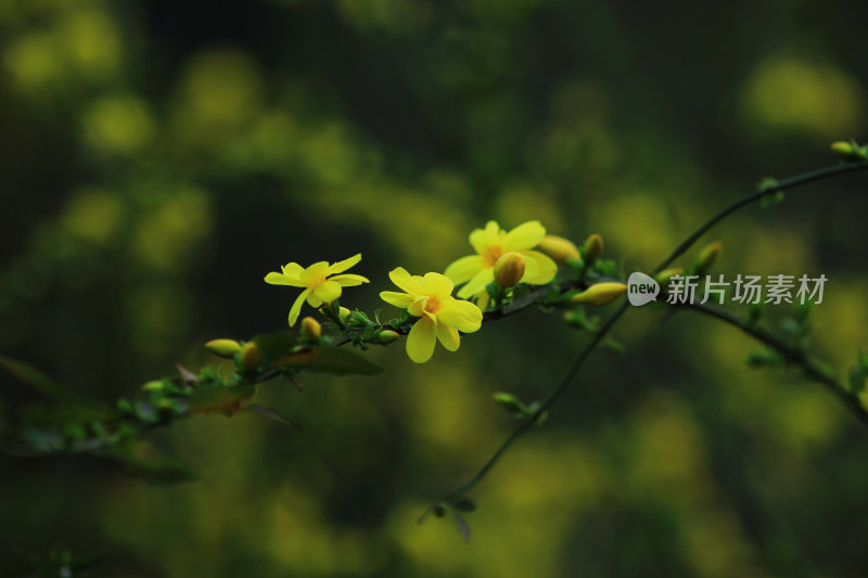 春天的迎春花，小黄花，黄色小花