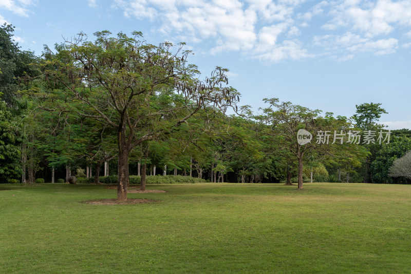 花卉园里的大草坪和树