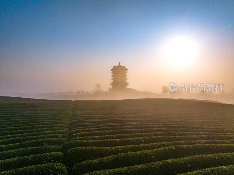 贵州遵义湄潭茶海