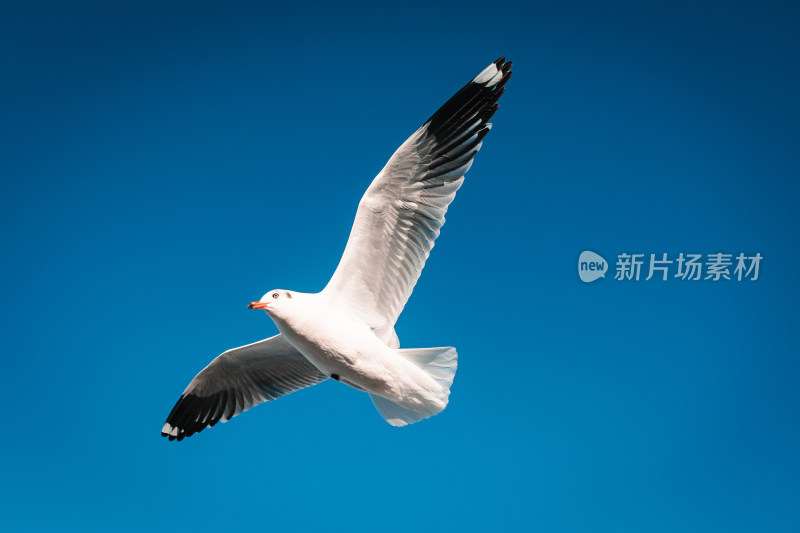 蓝天中飞翔的海鸥