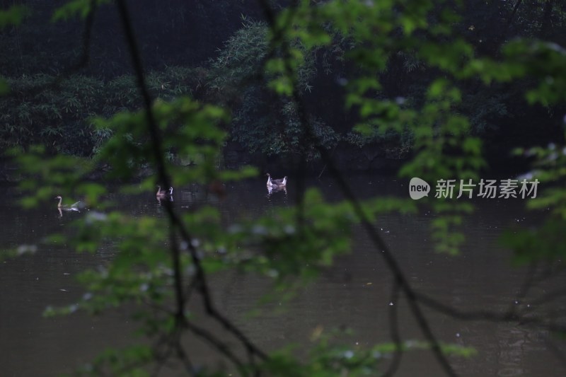 杭州风光 西湖风光