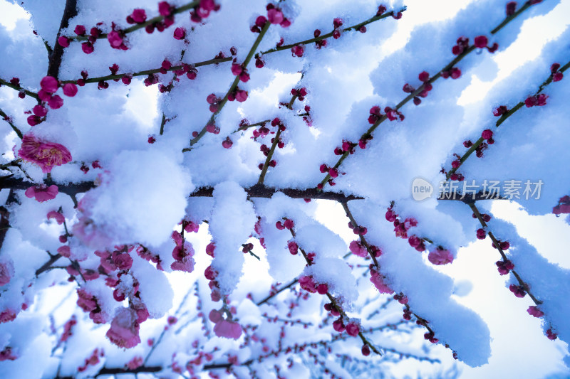 雪后的梅花很美