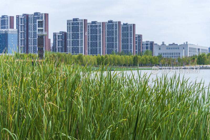 武汉江夏中央大公园风景