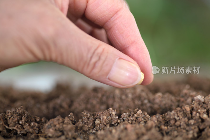 手拿一粒黄豆种在土壤里特写