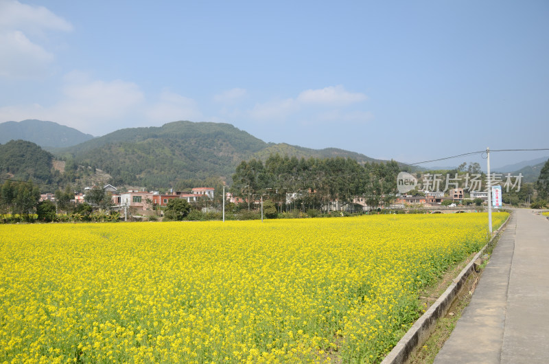 春天盛开的油菜花田